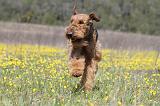 AIREDALE TERRIER 224